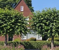 Tilia x europaea 'Pallida' - Koningslinde - 1