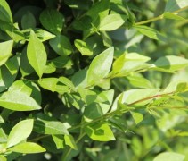 Ligustrum 