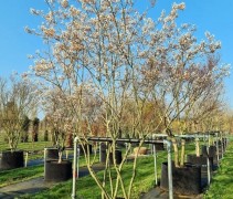Amelanchier lamarckii