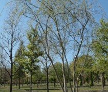 Salix x sepulcralis 'Tristis'  meerstammige boom op de kwekerij van Ten Hoven Bomen 2019