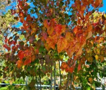 Acer davidii
