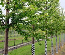 Prunus pensylvanica 'Auburn Splendor'
