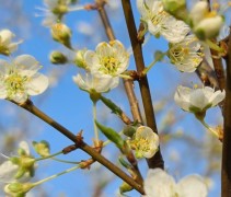 Prunus Santa Rosa