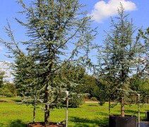 Cedrus libani 'Glauca'