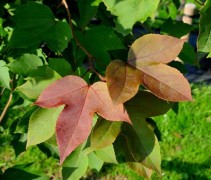 Liquidambar formosa 'Ellen'