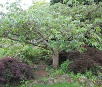 Prunus x Yedoensis
