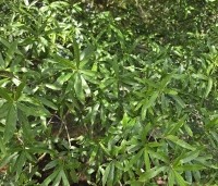 Quercus Phellos - Wilgbladige eik - 3