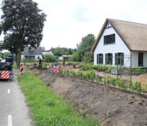 Fagus sylvatica in pot.  aanplantwerk door Ten Hoven juli 2020