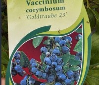 Vaccinium corymbosum 'Goldtraube 23' - Blauwe bes Goldtraube 23 - 1