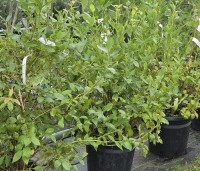 Vaccinium corymbosum 'Goldtraube 23' - Blauwe bes Goldtraube 23 - 2