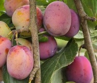 Prunus dom. 'Victoria' - Prunus dom. 'Victoria' - 5
