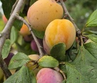 Prunus dom. 'Victoria' - Prunus dom. 'Victoria' - 6