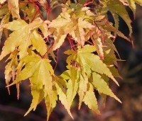 Acer palmatum 'Sangokaku' - Japanse Esdoorn 'Sangokaku' - november 2024
