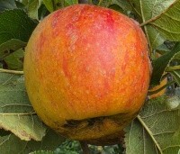 Malus dom 'Alkmene' - Appel 'Alkmene' - 1