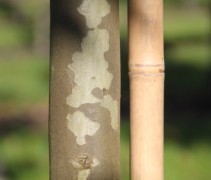 Platanus orientalis minaret boomstam