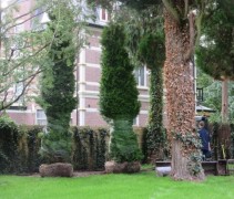 thuja solitairen als zichtblok aan te planten