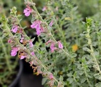 Teucrium lucidrys - Gamander - 2