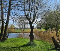 Alnus Glutinosa