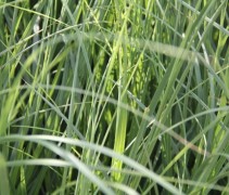 Cortaderia Pumila