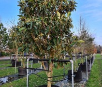 Eriobotrya Japonica