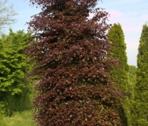 Fagus sylvatica Atropunicea kegelvorm ofwel bijenkorf
