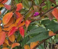 Lagerstroemia indica 'Benoit' - Paarsrode Indische Sering - 1