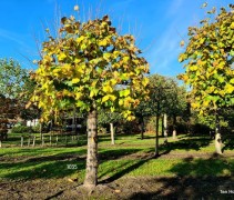 Tilia americana 'Nova'