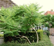 Toepassing meerstammige Fluweelboom