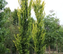  Ulmus hollandica 'Wredei' 