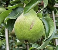 Pyrus com. 'Charneux de Legipont' - Pyrus com. 'Charneux de Legipont' - 1