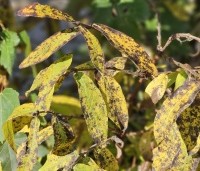 Lonicera caerulea 'Kamtschatica' - Honingbes 'Kamtschatica' - 1