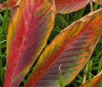Aesculus x Arnoldiana 'Autumn Splendor' - Kastanjeboom met rode herfstkleuren - 1
