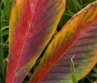 Aesculus x Arnoldiana 'Autumn Splendor' - Kastanjeboom met rode herfstkleuren - 2