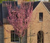 Prunus serrulata 'Royal Burgundy'  - Roodbladige sierkers - 1