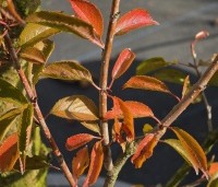 Prunus 'Pandora' - Sierkers 'Pandora' - 3