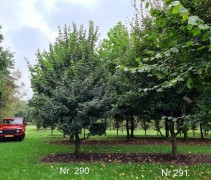 Acer campestre als klimboom of speelboom
