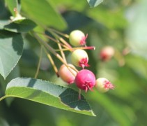Amelanchier lamarckii