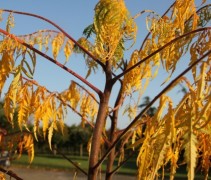 Rhus dissecta