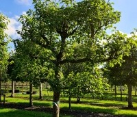 Pyrus calleryana 'Chanticleer' - Sierpeer - 3