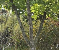 Ginkgo biloba - Japanse Notenboom - 2