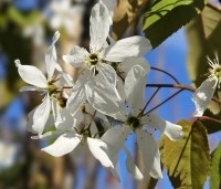 Amelanchier laevis 'Snowflakes' - Krentenboompje - 2