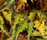 Fagus sylvatica 'Asplenifolia' - Varenbeuk - herfst