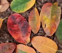 Amelanchier canandensis 'October Flame' - Zuilvormige krentenboompje met rood herfstblad - 1