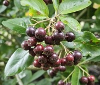 Aronia prunifolia 'Viking' - Appelbes 'Viking' - 4