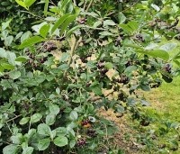 Aronia prunifolia 'Viking' - Appelbes 'Viking' - 5