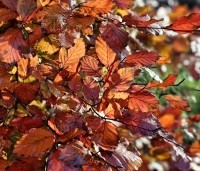 Fagus sylvatica 'Atropunicea' - Rode beuk - herfst