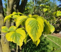 Cornus florida 'Rainbow'