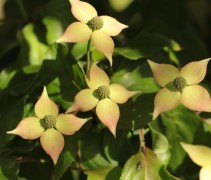 Cornus kousa 'Cappucino'
