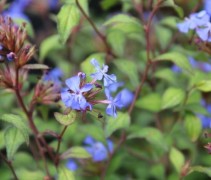 Ceratostigma (Loodkruid)
