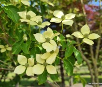 Cornus kousa 'Norman Hadden' bloei eind mei
